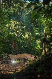 BIB: 
                            <button type="button" onclick="openModal(19245747)" class="btn btn-primary btn-sm float-right btn-popup" data-toggle="modal" data-target=".modal-high-quality">
                        <i class="fas fa-shopping-cart"></i> Add to Cart
                    </button>
                                            <button type="button" onclick="isThisMe(19245747, true)" class="btn btn-success btn-sm float-right btn-popup btn-isme hidden" data-toggle="tooltip" data-placement="bottom" title="นี่คือรูปของคุณใช่ไหม คลิกที่นี่เพื่อเอาเข้าอัลบั้ม">
                        <i class="fas fa-plus"></i> Add to album
                    </button>
                    <button type="button" onclick="isThisMe(19245747, false)" class="btn btn-warning btn-sm float-right btn-popup btn-isnotme hidden">
                        <i class="fas fa-ban"></i> Remove from album
                    </button>